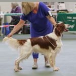 winning dog