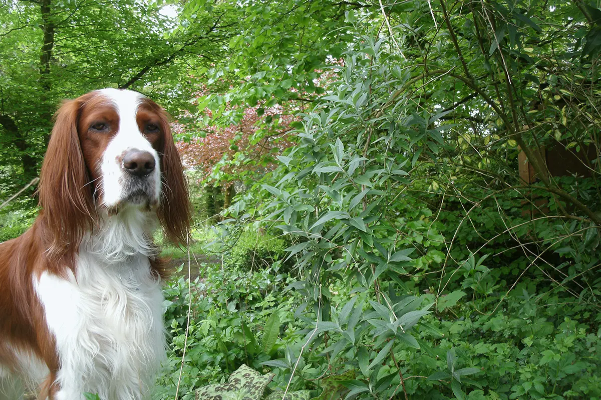 dog in front of shrubs