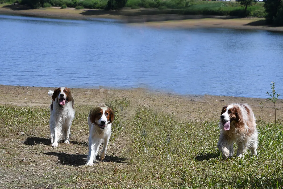 Dogs by a lake