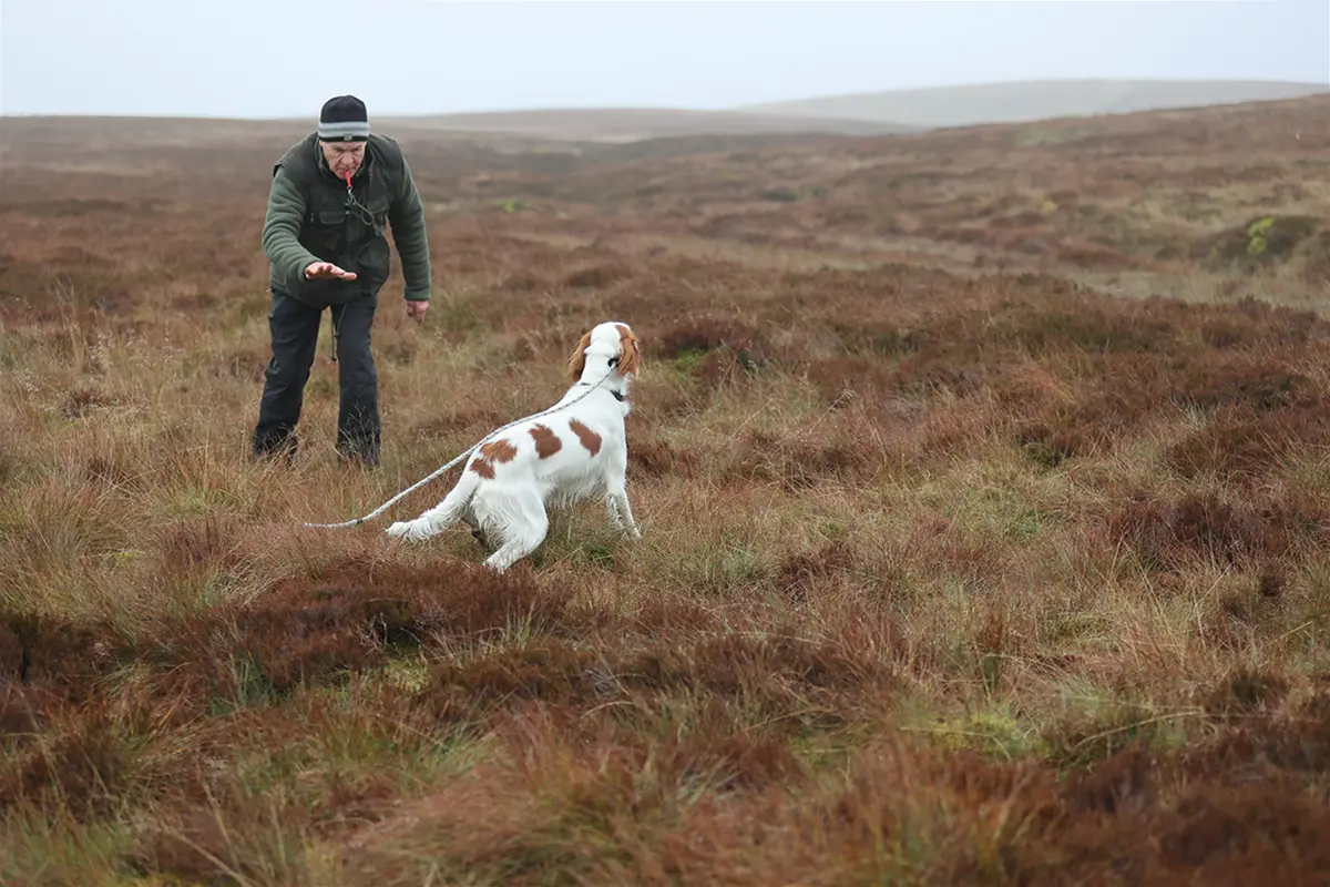 Dog on moor with handler