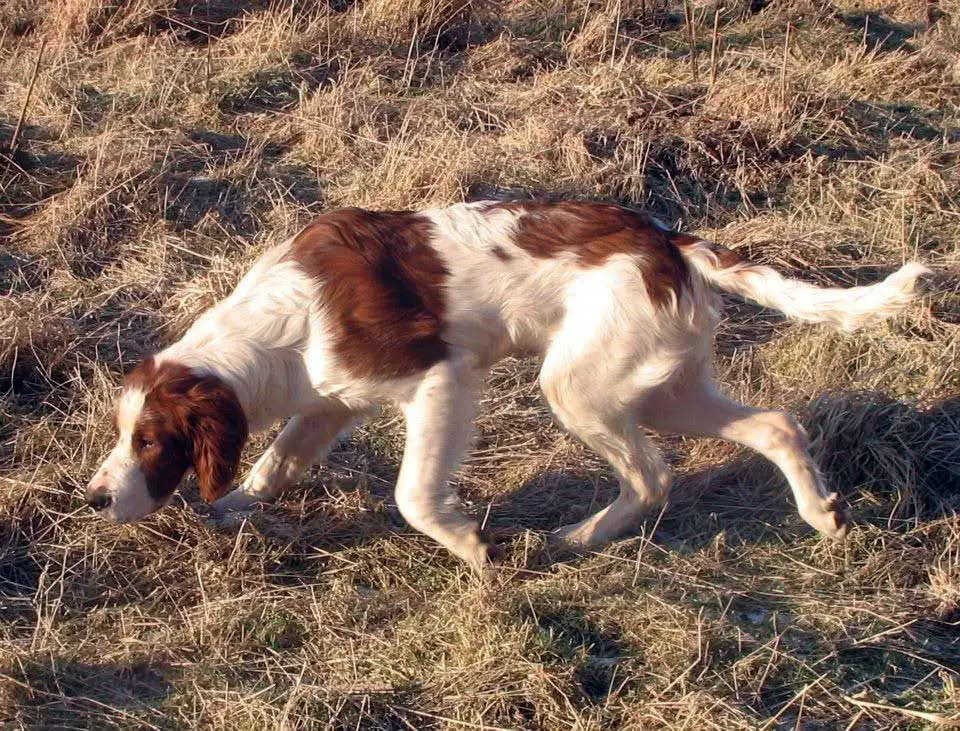 Dog in field