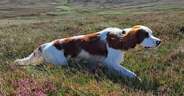dog in a field