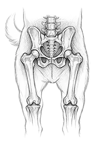 Dog's hips