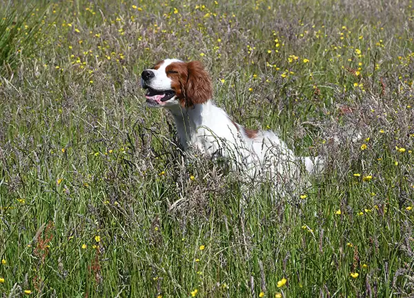 dog running in grass
