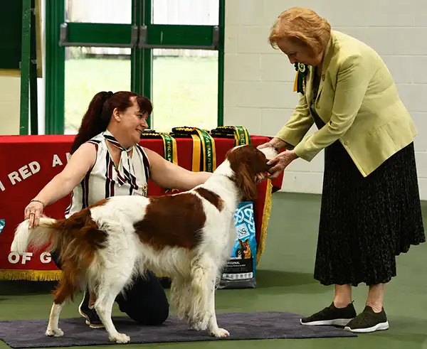 judge going over a dog