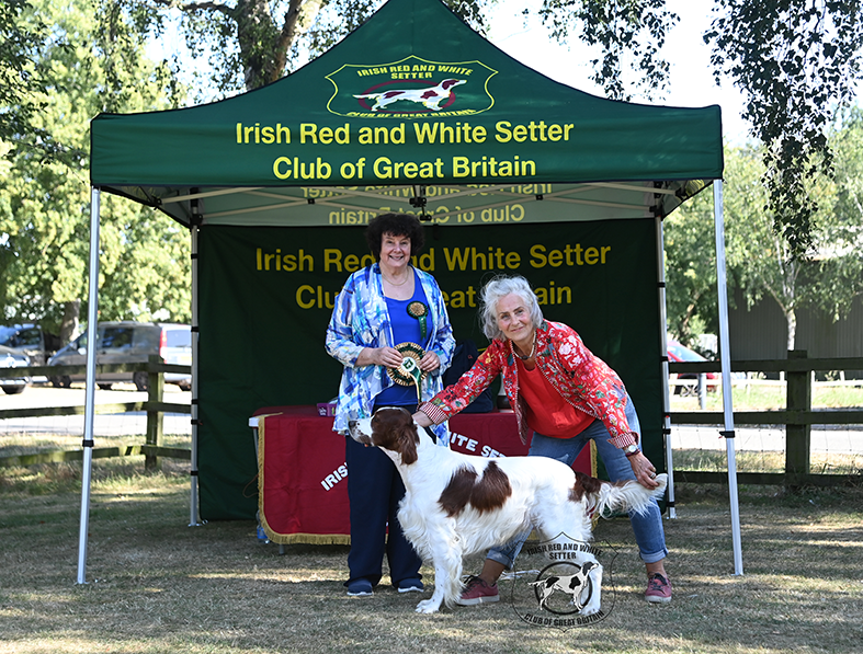 Best In Show and Dog CC