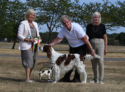Sh Ch Carrick Shadow Dog At Alanea (Imp Pol)