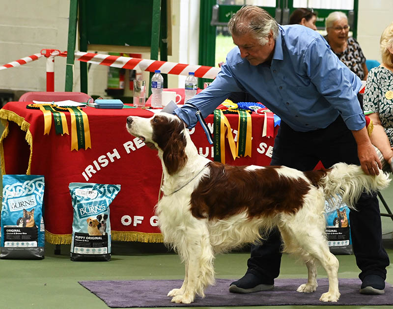 Sh Ch Daithi Shadow Dog With Ferngate